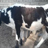 سلام گوساله