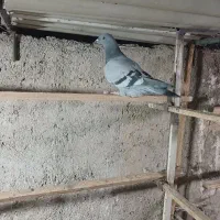 کفتر المانی.پلاکی ۴ عدد