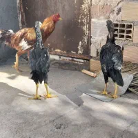 مرغ و خروس لاری