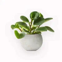 گیاه آپارتمانی