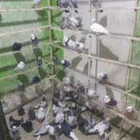 کبوتربارجدید