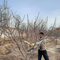 تیلر زنی و خدمات باغی|خدمات باغبانی و درختکاری|بروجن, |دیوار