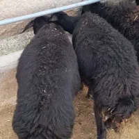 بره ماده    گوسفند