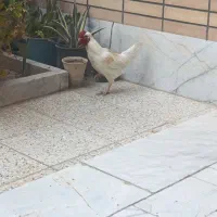 خروس بومی|حیوانات مزرعه|برخوار, |دیوار