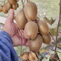 فروش کیوی هایوارد سر درختی