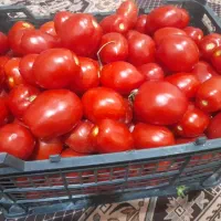 سبده گوجه چی جو