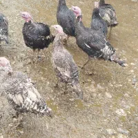 بوقلمون ماده