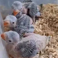 جوجه سرلاکی ۴۰ روزه ملنگو سبز