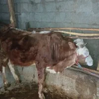 گاونر|حیوانات مزرعه|احمدسرگوراب, |دیوار