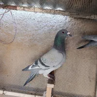 پلاکی درجه یک