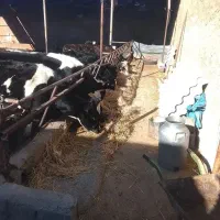 گاو و گوساله|حیوانات مزرعه|مرودشت, مجد آباد|دیوار