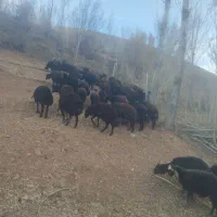 بره نر فروشی