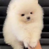 پامرانین و پودل اصیل و عروسکی|سگ|اصفهان, سیچان|دیوار