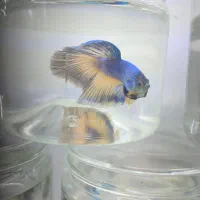 ماهی فایتر یا جنگجو