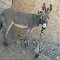 فروش|حیوانات مزرعه|جهرم, |دیوار