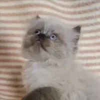 فروش گربه اصیل هیمالین|گربه|بندر انزلی, پرستار|دیوار