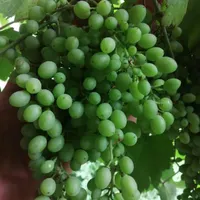 غوره قوره انگور عسگری (گل انگور)|خوردنی و آشامیدنی|رشت, پیرسرا|دیوار