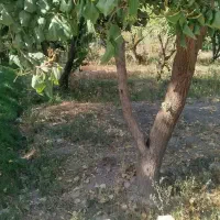 باغ-ویلا-باغچه-سند-دار