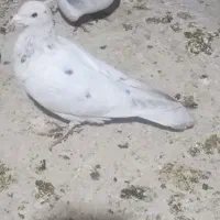 هفت رنگ|پرنده|سبزوار, میدان بار|دیوار