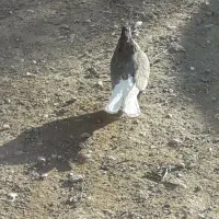 کبوتر رنگی|پرنده|حمیدیه, |دیوار