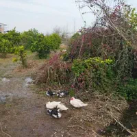 زمین ۱۰۰۰ متری دارای سند تک برگ روستای وسطی کلا|فروش زمین و ملک کلنگی|تهران, نیروی هوایی (پیروزی)|دیوار