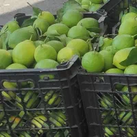 لیمو خارگی (سنگی)