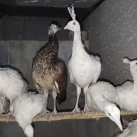 طاووس بالغ و جوجه طاووس هندی و سفید|پرنده|تهران, ترمینال جنوب|دیوار