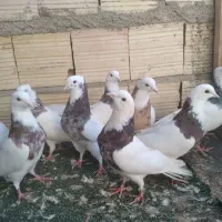 18تا طوقی خالدار نروماده