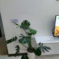 مانسترا برگ انجیری