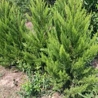 انواع نهال سیاه ریشه کاج نارنج|خدمات باغبانی و درختکاری|قائم‌شهر, |دیوار