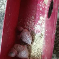 مرغ عشق سرلاکی