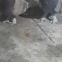 ۱جفت کبوتر تهرانی پرشی