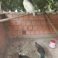 فروش طاووس 6ماهه|پرنده|گرگان, |دیوار