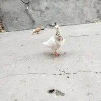 هفتا کفتر|پرنده|تربت جام, معدآباد|دیوار