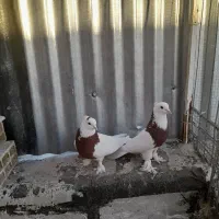 کفتر طوقی قرمز پاپر