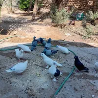 کبوتر بوشهری