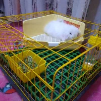 خرگوش لپ فرانسوی