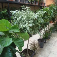 گل و گیاه اریکا