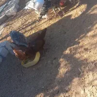 مرغ‌بوقلموفروشی