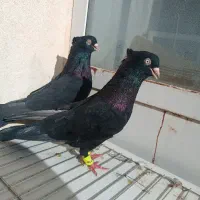 زاغ|پرنده|شهرضا, |دیوار