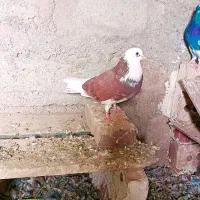 شازده|پرنده|خوی, |دیوار