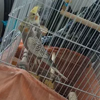 عروس‌‌ هلندی‌.وایت فیس.گل باقالی.ابلغ|پرنده|پاکدشت, پاکدشت (مامازند)|دیوار