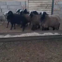 بره ماده شال|حیوانات مزرعه|شال, |دیوار