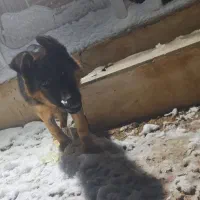 گم شده محدوده روستای بابا امان