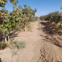 فروش باغ پسته