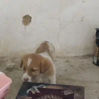 سگ کوچولو|سگ|قائن, |دیوار