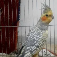 عروس هلندی|پرنده|تهران, والفجر (افسریه)|دیوار