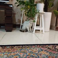 گربه گمشده|گربه|اسلامشهر, شهرک قائمیه|دیوار