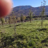 فروش باغ ۵۰۰۰ متری بهمراه زمین زعفران|فروش زمین و ملک کلنگی|دوزین, |دیوار