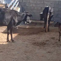 دو عدد گاو گوساله|حیوانات مزرعه|خرم‌آباد, |دیوار